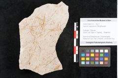 Foto (Objekt + Etikett) von Hypnum sagorianum Ettingshausen (NHMW-GEO-2024-0188-6733)